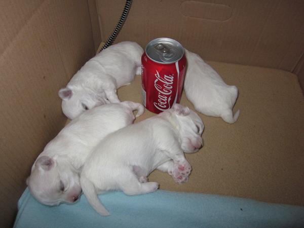 Malteserhvalpe 2 uger gamle