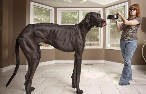 En kæmpe eller fotoshop?