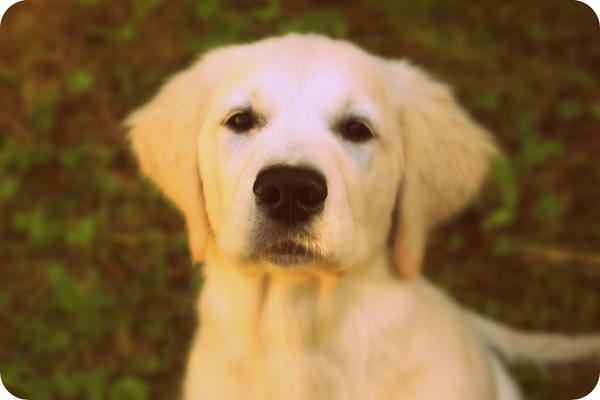 Golden Retriever 