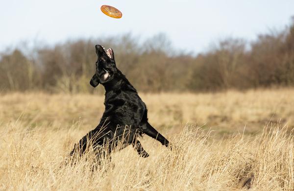 Floyd og hans frisbee....