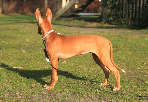 Hjælp til farvevalg - hundehalsbånd/pels