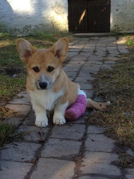 corgi hvalp med brækket ben