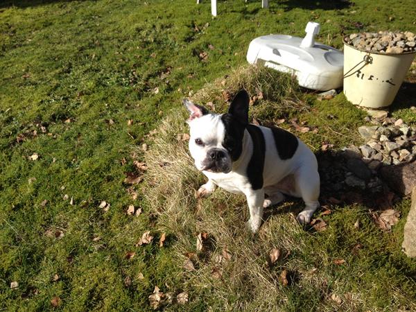 Glukosamin og spondylose.