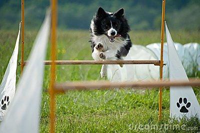 Agility?