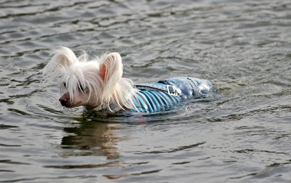 Ulemper ved en tøjhund