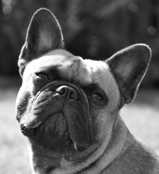 Hvor meget kan man byde en hund?