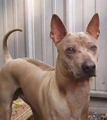Thai Ridgeback / RR??