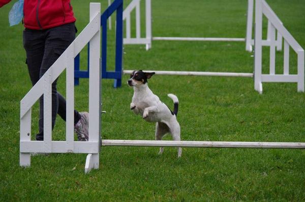 Er min hund egnet til agility?