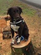 Mangler ideer til træning hjemme.