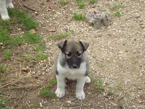 Hjælp/råd vedr. husky blanding