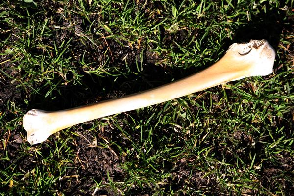 Min sjove hund skræmmer og forarger