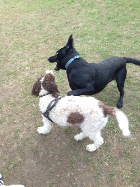 Hygge emne: Hundeleg