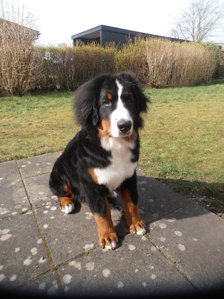 Samson 6 mdrs lækkerhed <3