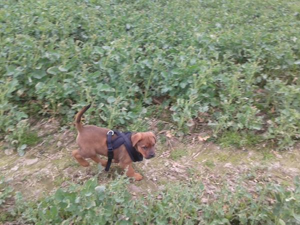 nogle nær haslev 4690 