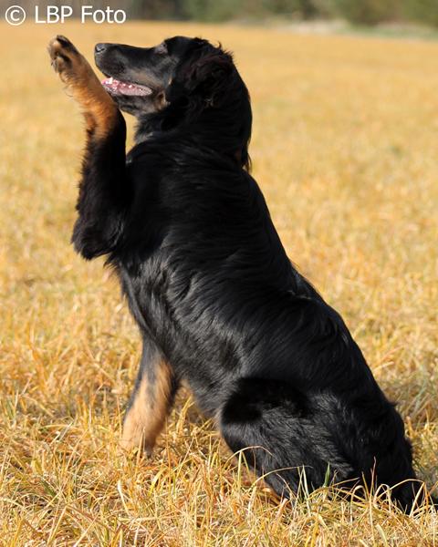 Korrekt fodring af 6 mdr tæve?