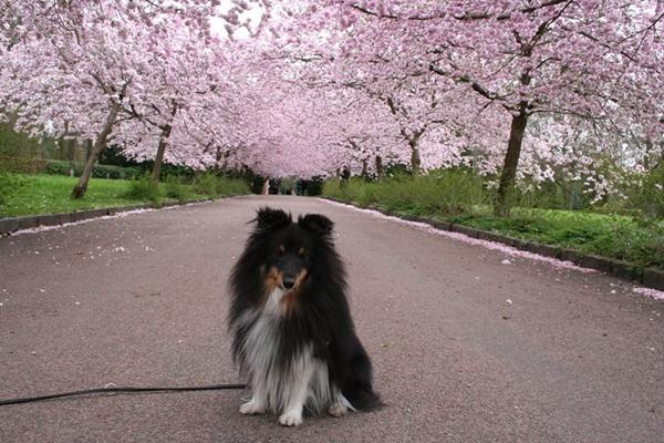 Forårs billeder! Bring it on 