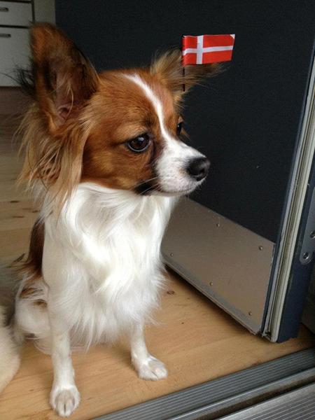 Hunde der vil lege i lystrup :)