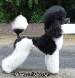 Import af hvalp fra Tyskland