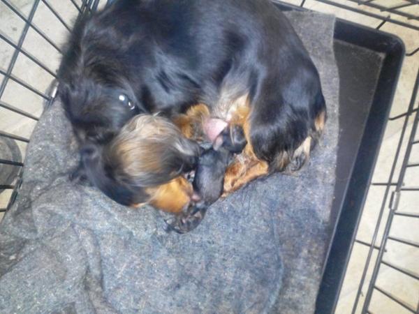 så kom der hvalpe :-) 