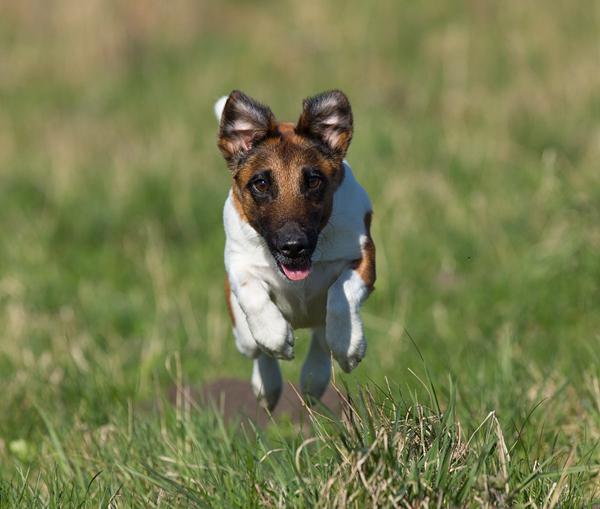 Mødte en lille hund igår