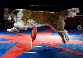 cirkus Baldoni, spring med stor hund.