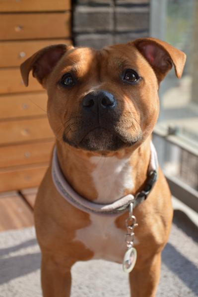 Min prinsesse 1½ år