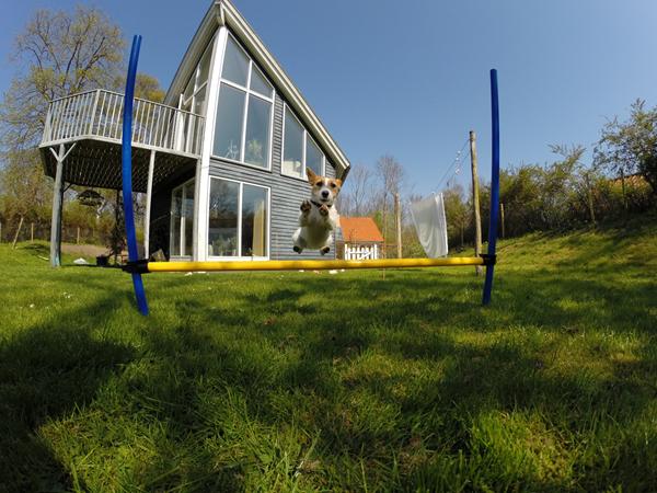 Flyvende Jack Russell