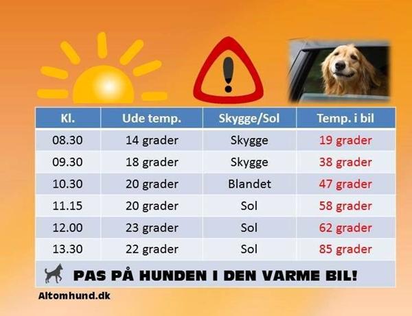sol - bil og hund ... 