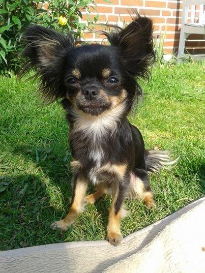 Spørgsmål omkring hund nr 2