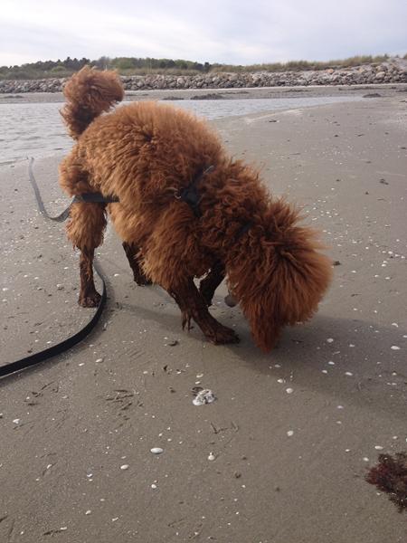 En tur til stranden :D