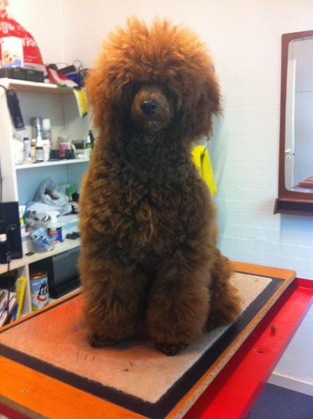 En strandløve skal også i bad... ;)