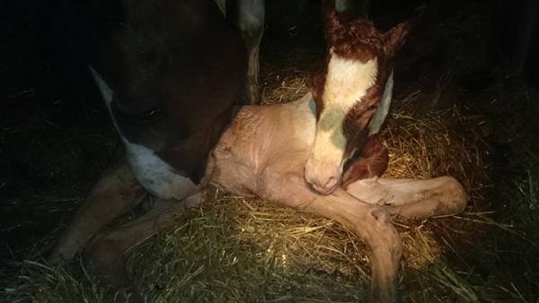 Må vi præsentere....