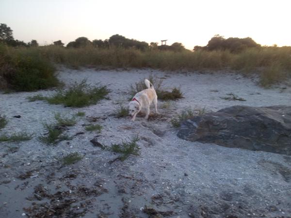 løbetid efterfuldt af falsk drægtighed med mælk og det hele