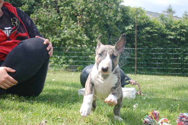 Engelsk Bull Terrier I Midtjyland :)