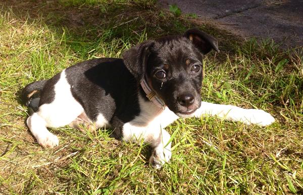 Hvalpesocialisering Oksbøl/Vrøgum