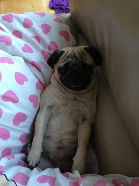 Hunhund har udsat løbetiden