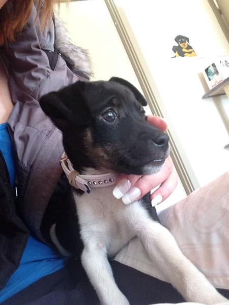 Hvalpevenlige hund(e) Esbjerg/Varde/Oksbøl