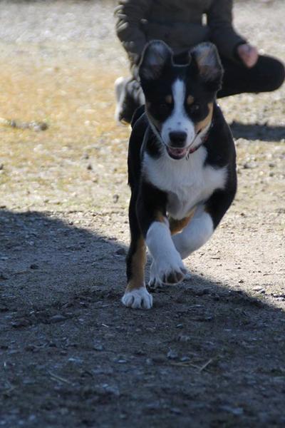 Hund bider og hopper op