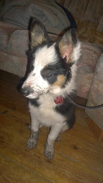 Hvalp, vand og jord =