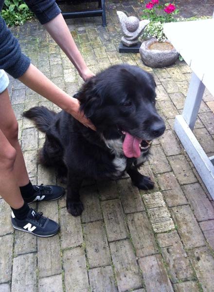 Og hvad gør man så lige? Fundet hund