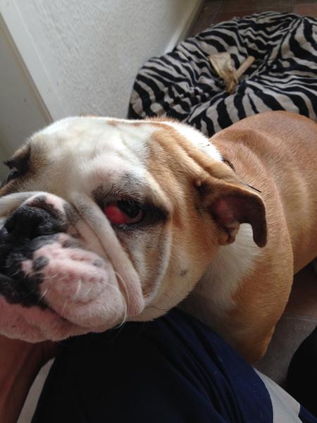 HJÆLP!!!! VOLDSOMT CHERRY EYE