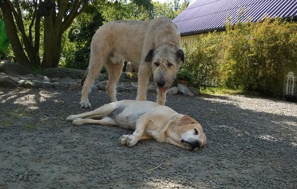 Min hund vil være far