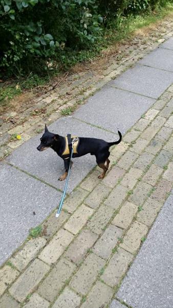 Træning af dværgpincher ..