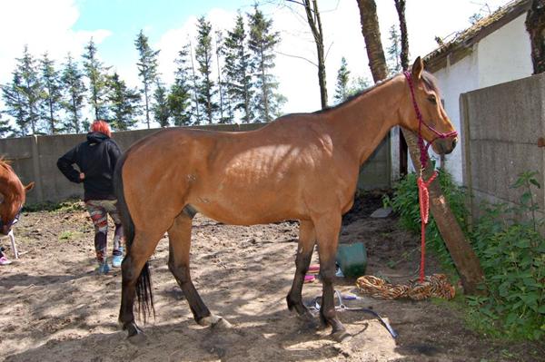 Rasende!! (hesteemne) 