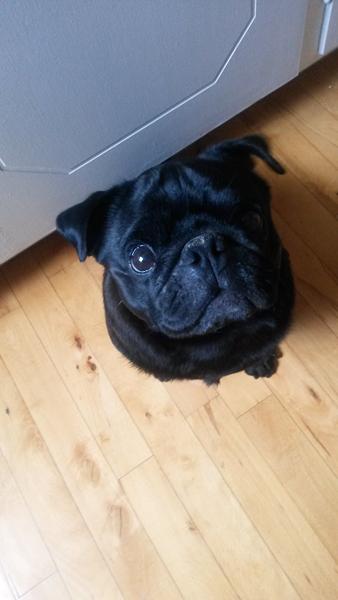 Hundemassør/Fysioterapeut 