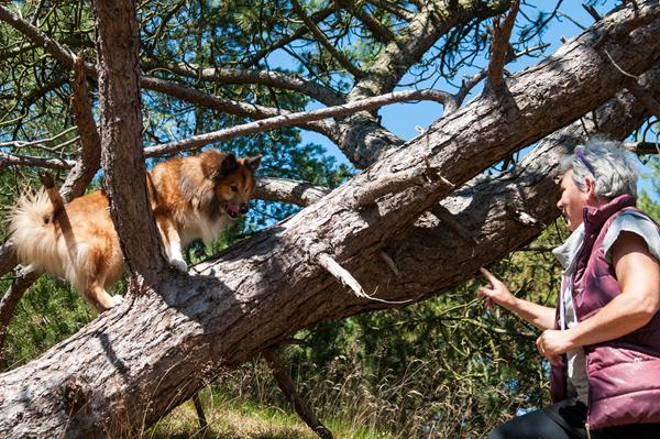 Verdens sejeste modelhund