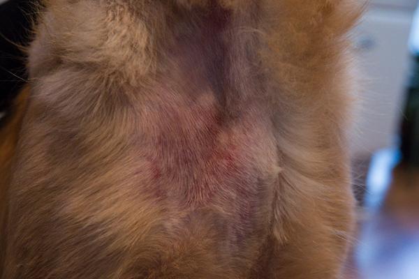 Eksem - hvad kan det være?