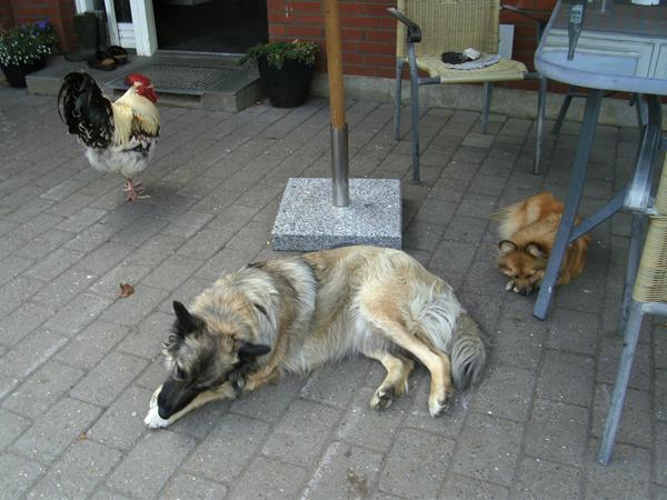 Oplevelser mellem hunde og andre dyr 