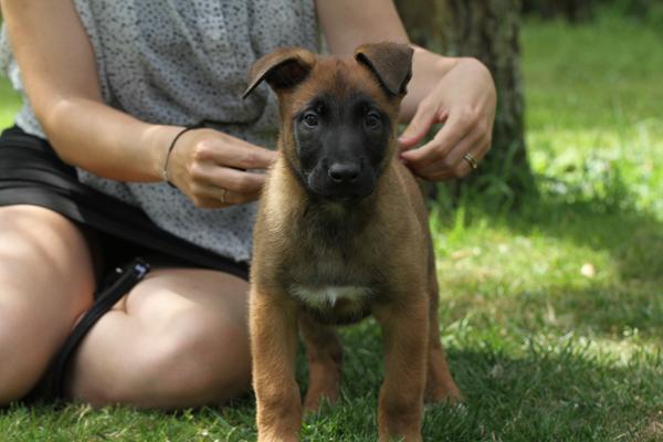 Øre på en Malinois hvalp 