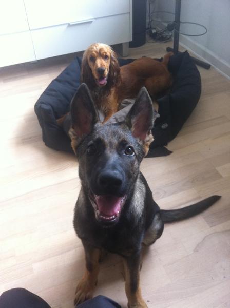 Hvalpemotivation i DKK :) 